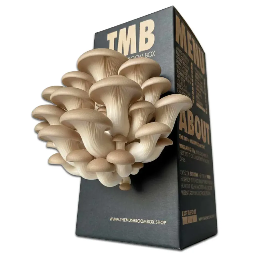 Mushroom Grow Box - King Oyster Mushrooms